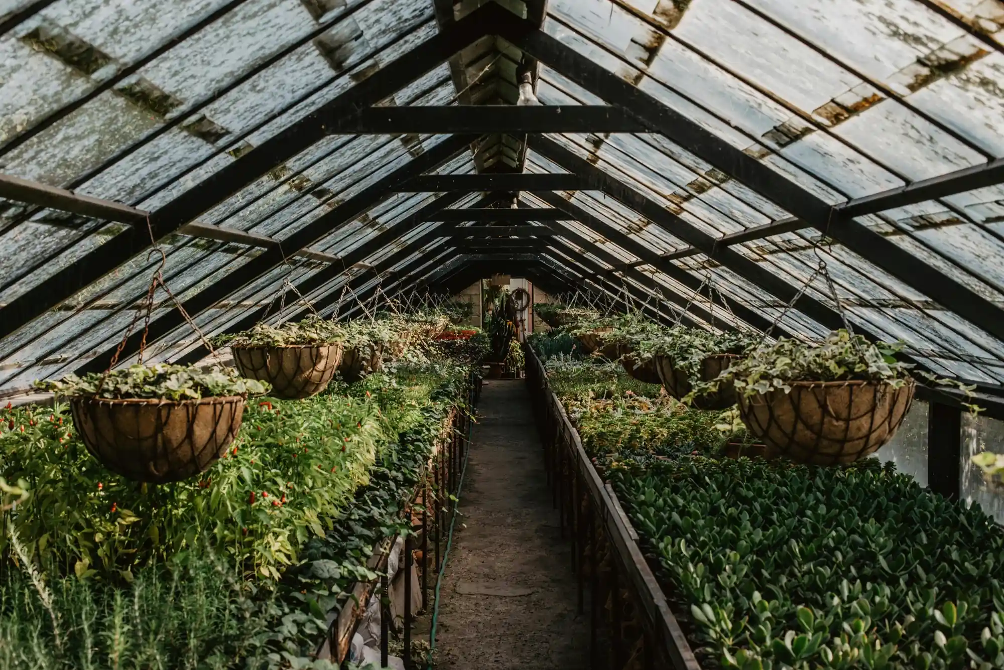 A vivid botanical garden.