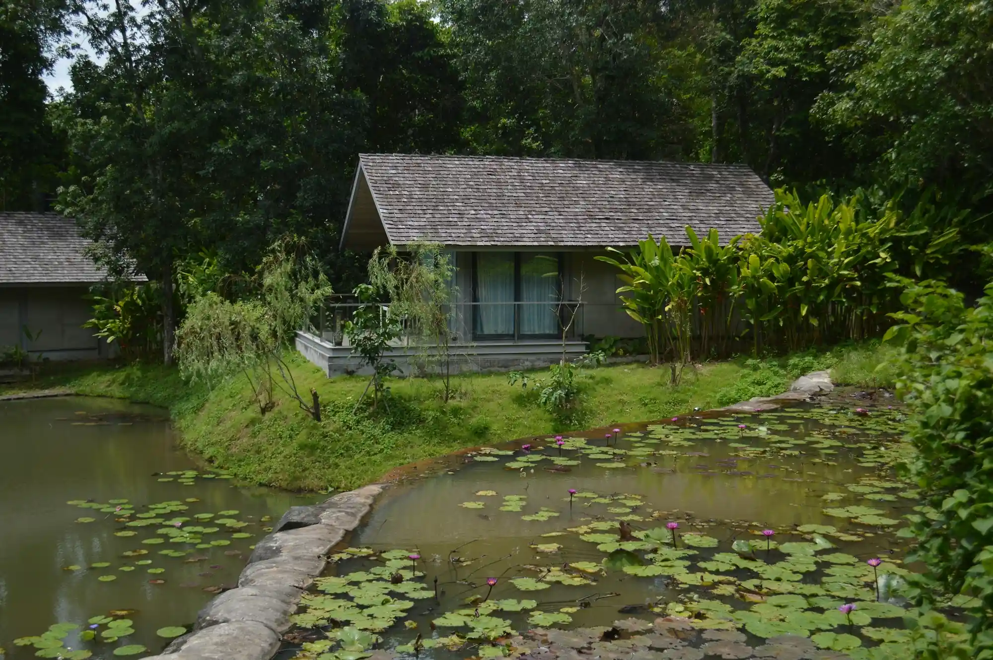 Pond with lilies.