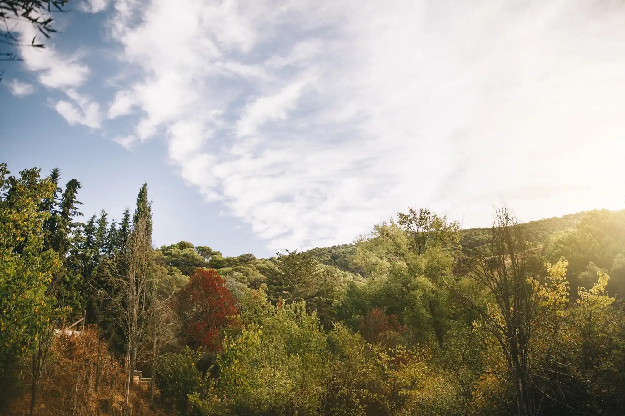 Trees growing in the forest.